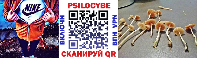 Галлюциногенные грибы Psilocybe  Купить где  Бугульма 